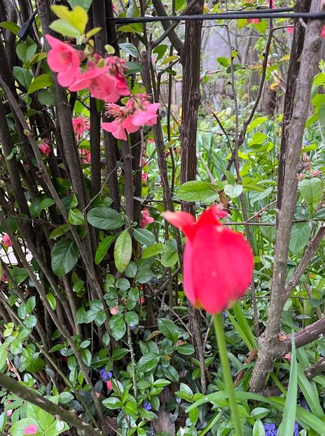 AB54B824-06EB-4DA2-B717-0F6E94CD7371 - Lalele 22 23