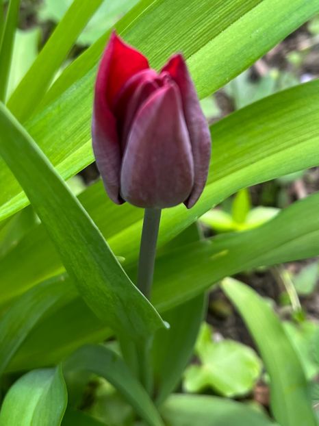 B9C5F9F3-ACAC-4315-A6C1-2E610BA28D48 - Lalele 22 23