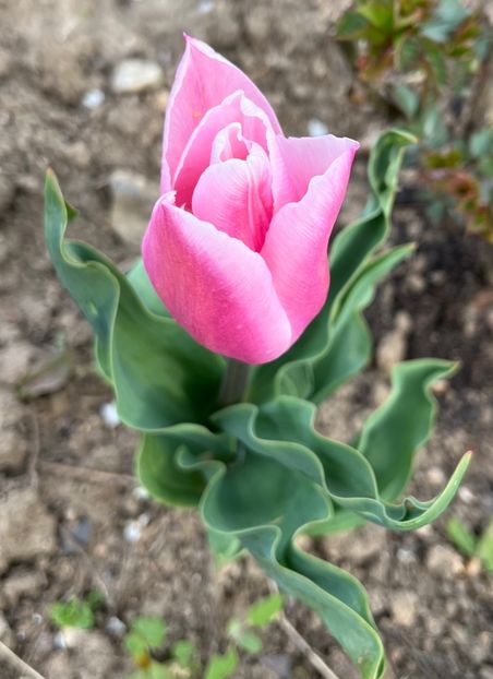 8C9C9AA2-0FFE-4894-B65F-C8C9AC32FABA - Lalele 22 23