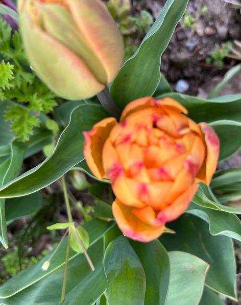 2C0C43CA-F78E-4FDB-AF65-3FE47AB41165 - Lalele 22 23