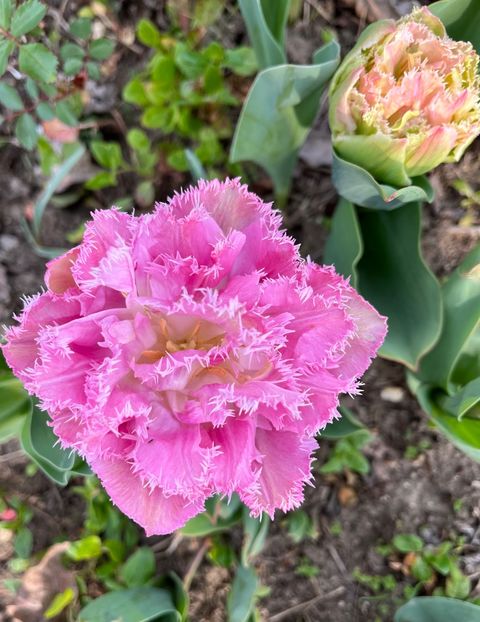 888B4FAE-40BB-4D3C-9DC4-5737AC17195B - Lalele 22 23