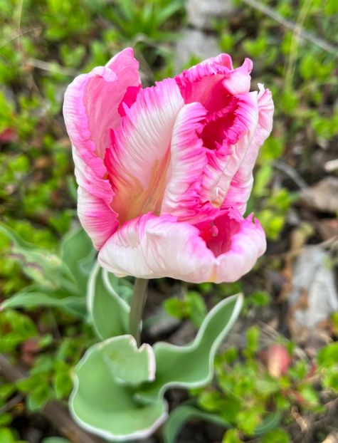 F793FAD4-9F42-4DF5-9098-B94C0778B473 - Lalele 22 23