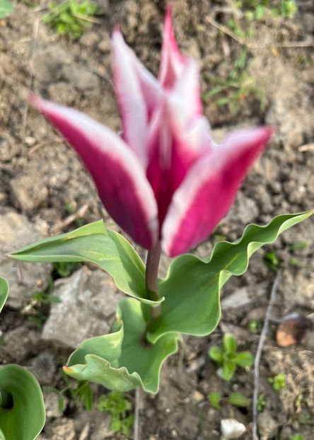 8473DA03-D199-418D-8097-5D569F724C00 - Lalele 22 23