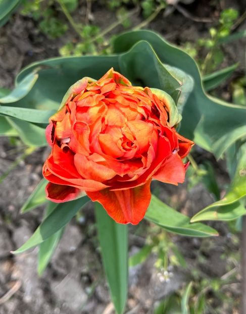 0F13FDED-C7B7-46B1-BA45-27618FEEAC07 - Lalele 22 23