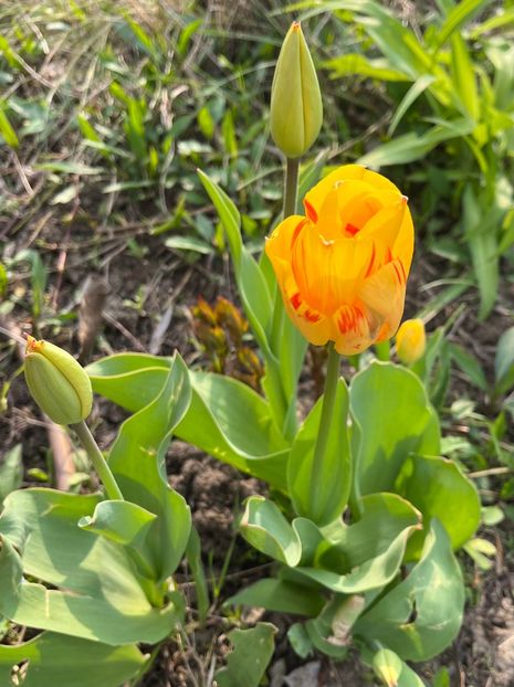 2C239E0B-E01B-4068-A0ED-0C2E66905E3D - Lalele 22 23