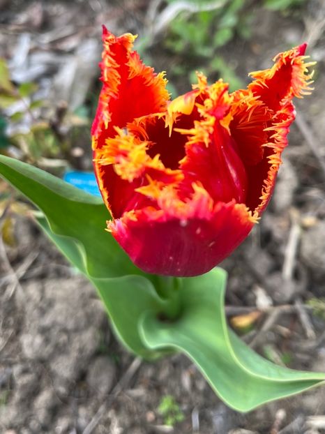 CFEB64D0-7735-4F93-A8B8-529ED1137762 - Lalele 22 23