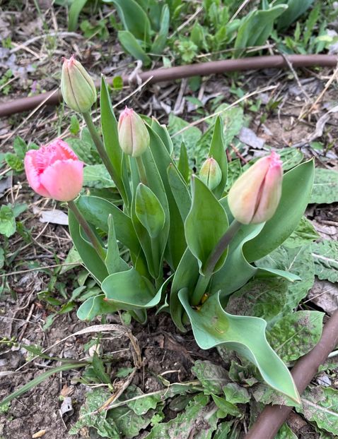 3C655943-0015-4497-9F31-DC1F90DD2667 - Lalele 22 23