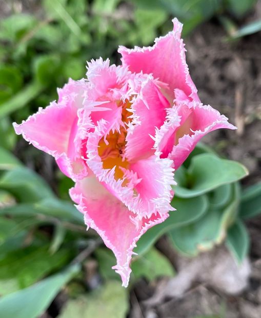 5685508A-0D33-424B-8565-4FB186843786 - Lalele 22 23