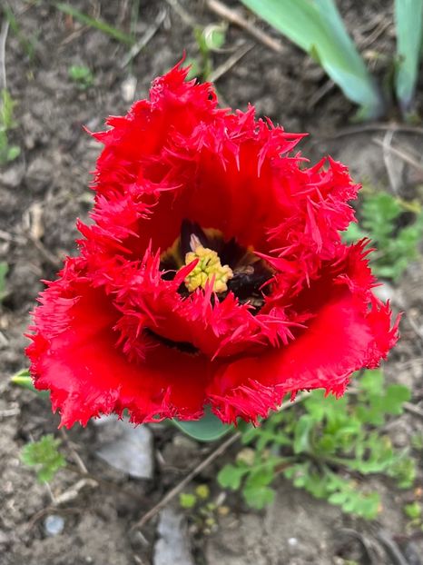 5872FB04-5A87-4A24-A542-05F74E2A1852 - Lalele 22 23