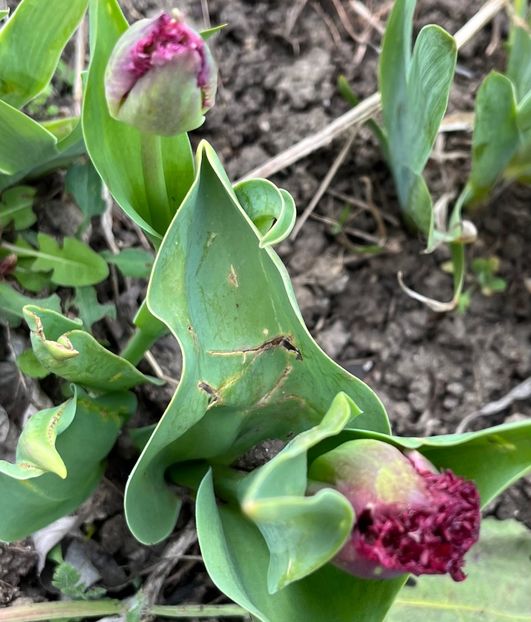 3BD5F01A-9B1A-4253-9499-9CEAAB05C143 - Lalele 22 23