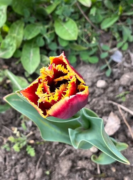 940CA524-A5A6-42E2-93FE-97C4DF0EB1DE - Lalele 22 23