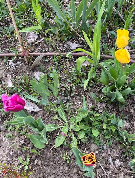 3CA13052-69FE-4844-BCA8-F80B2725AB1F - Lalele 22 23