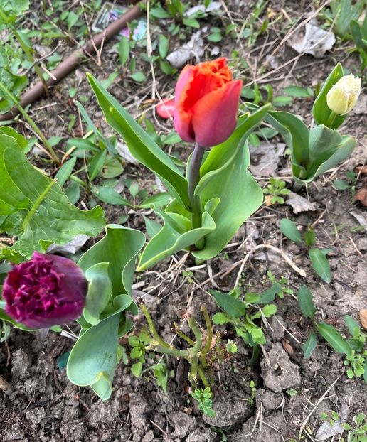 827C737F-3DB9-4E3A-ACE1-0E7B6DEB6F81 - Lalele 22 23