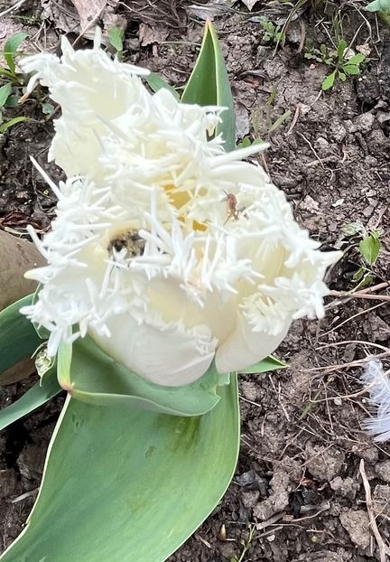 2AD49533-3727-4632-8786-DD1F24A6B894 - Lalele 22 23