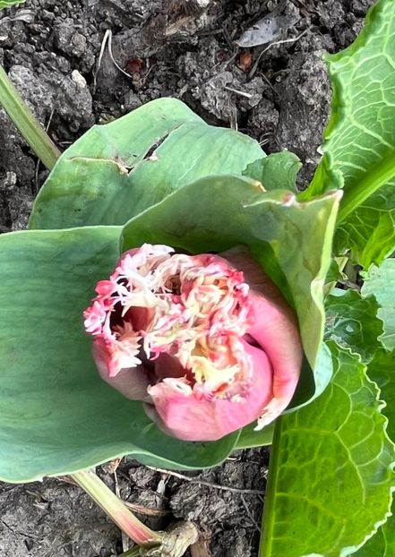 4FAC8C6B-7ADB-4681-90B1-62D517AA439C - Lalele 22 23