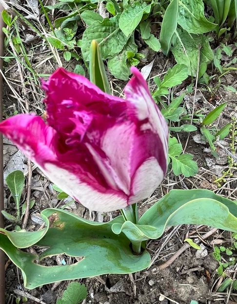 57C9D0EC-A10D-4518-8CED-ECECAAD6A180 - Lalele 22 23