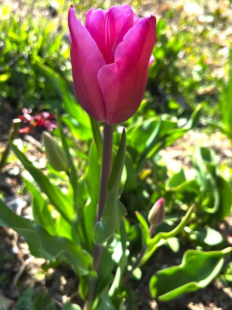 EA5D240E-8978-4926-8F9B-51078E51B83C - Lalele 22 23