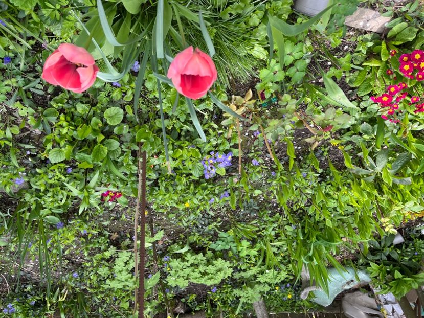 F33FC585-94EE-4C4F-A512-E36884789008 - Lalele 22 23