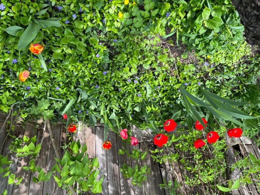 A35ACF38-570D-4ECD-937F-245A974DF714 - Lalele 22 23