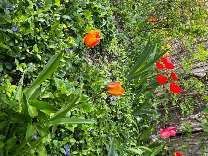 F5AF2CB2-B8D7-4F68-9890-8EF9C7FABEDD - Lalele 22 23