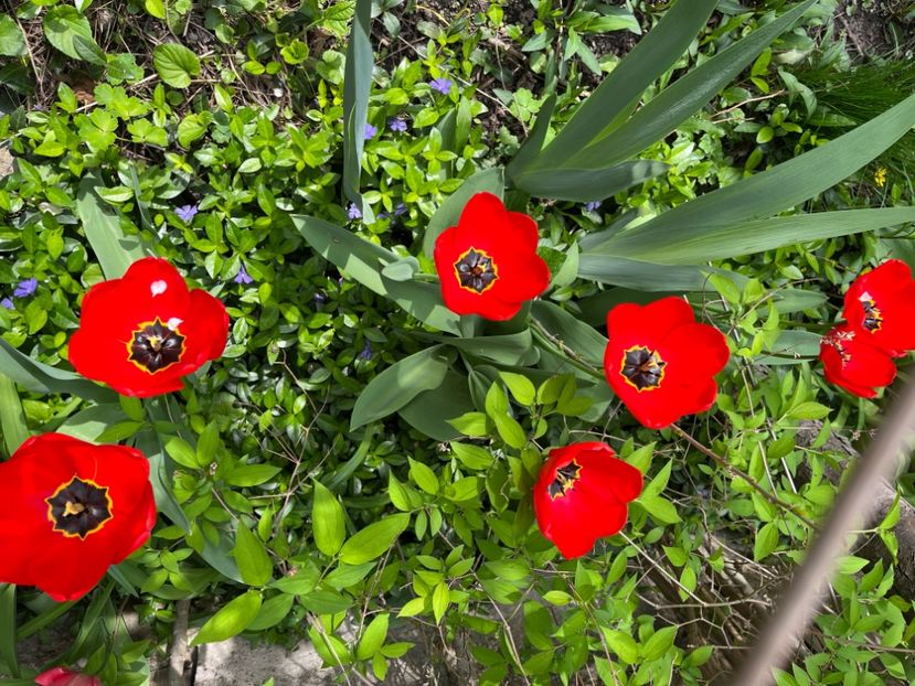 968DCBEB-563F-48AB-93EE-7A4FB7C19448 - Lalele 22 23