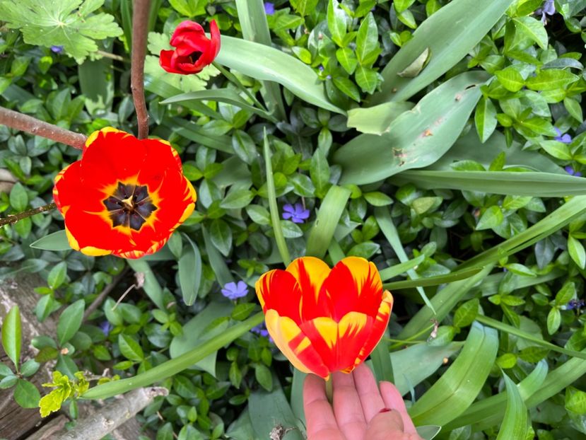 990EA5E8-586F-4875-8CBA-5FCA86262EF6 - Lalele 22 23