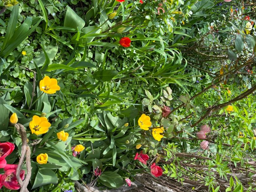 BACBF0E7-E29A-4D5B-8CB9-882304983FE7 - Lalele 22 23