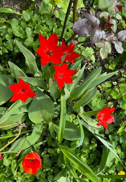 903DA752-0F0D-4E0A-BF5C-CD5AF5AF8C1D - Lalele 22 23