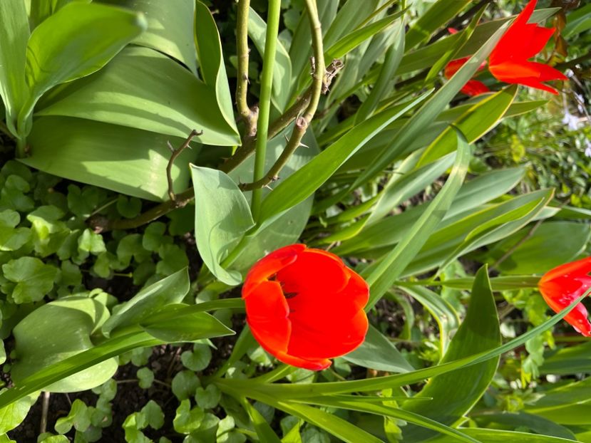 74A6FFAE-2530-4368-A163-AE932EEEE828 - Lalele 22 23