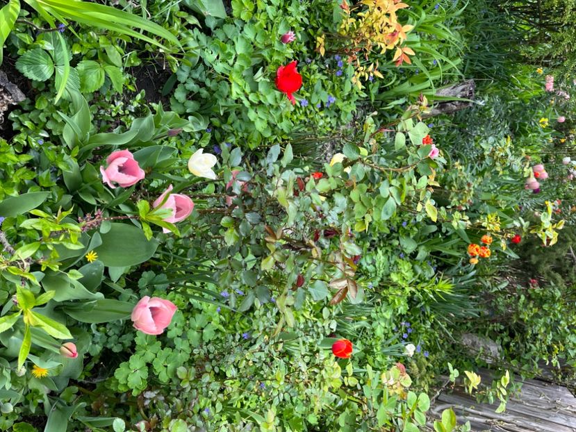 D4285082-5C7E-423B-B10B-FBF74C84256E - Lalele 22 23