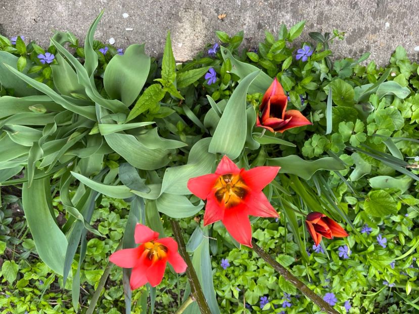 BD271DF4-6841-417A-BC14-5435492ACBC7 - Lalele 22 23