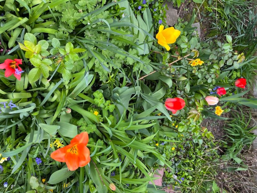 303D3CEA-388D-45BA-8B9D-849C0FF6BBB6 - Lalele 22 23