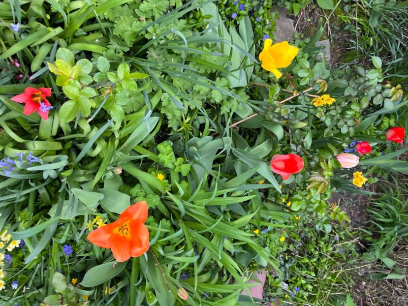 A6B0B1BC-D5CF-42AC-9F4C-71B92A81FF22 - Lalele 22 23