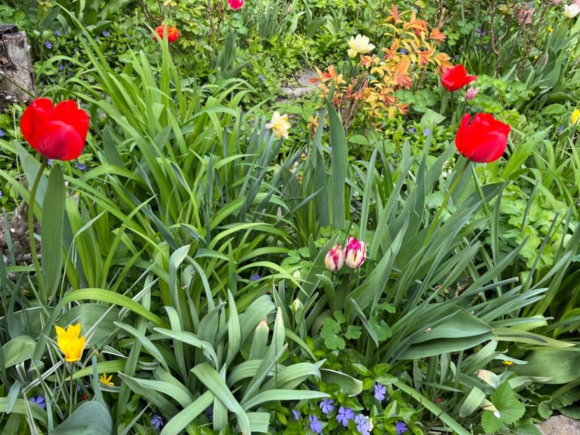 E59793B2-F30C-450D-82FD-D2F707B04A74 - Lalele 22 23