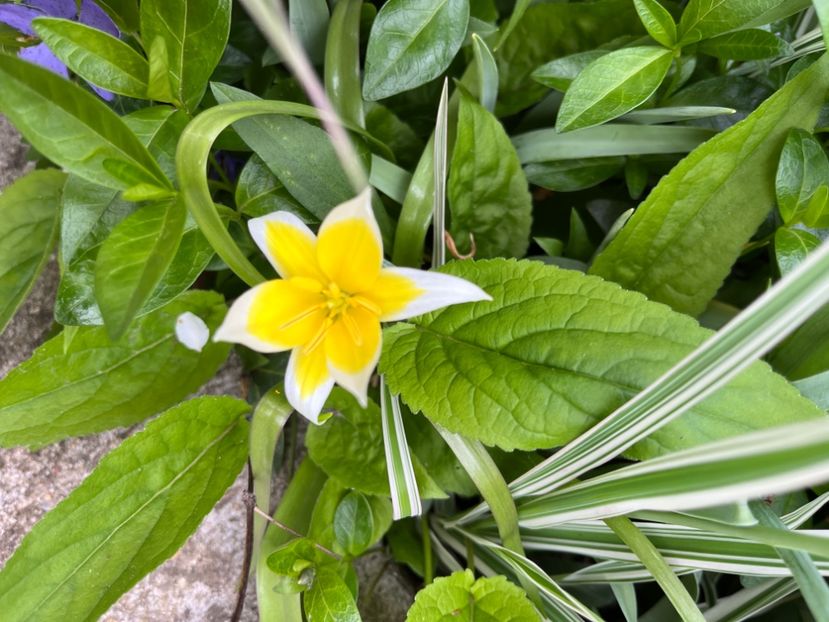 22A6E2BE-B248-40F2-8687-6E0030527A35 - Lalele 22 23