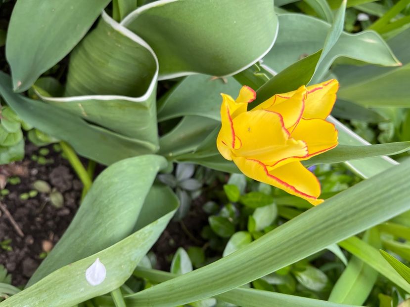 657CA487-3969-4F25-A351-786D20B168D0 - Lalele 22 23