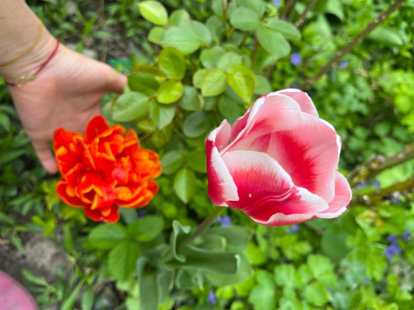 0741BF6D-4F09-4343-AF7B-D0D6B5199312 - Lalele 22 23