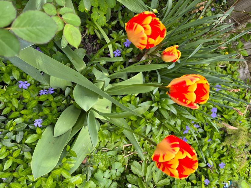 876445AB-D2EB-4F4A-AFE3-E38FC2589FA1 - Lalele 22 23