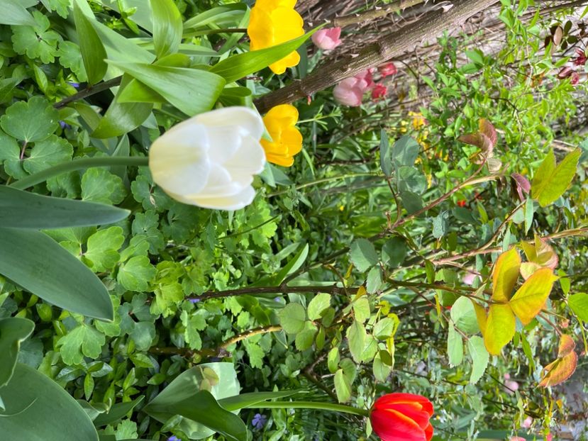 3E1262FF-448E-4663-97D7-1F7DAA36795B - Lalele 22 23