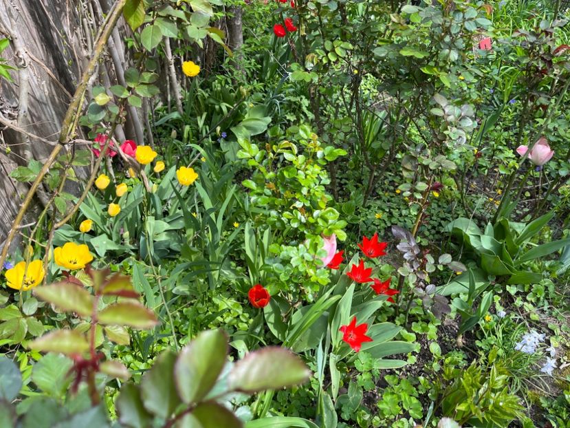 3C82C745-8E65-497A-B530-3A6B4BA4FE84 - Lalele 22 23