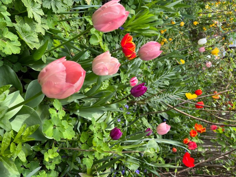 13BF08F1-765A-4E2E-A05A-C9C0089F5885 - Lalele 22 23