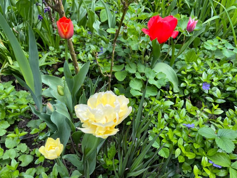 8FD1004F-632C-47D4-979C-6E38D24235A3 - Lalele 22 23