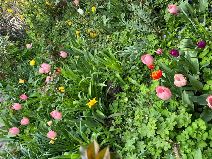 74D5E3FA-685C-450E-80B5-6B4FE48EE6B0 - Lalele 22 23