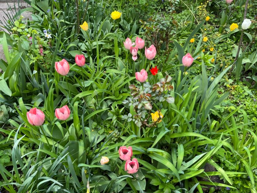 C758892C-F47B-42D2-82B1-E27D3B96F2FC - Lalele 22 23