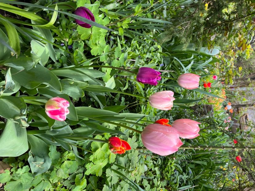 79C778FF-166B-4C4E-B343-130EBC28A281 - Lalele 22 23