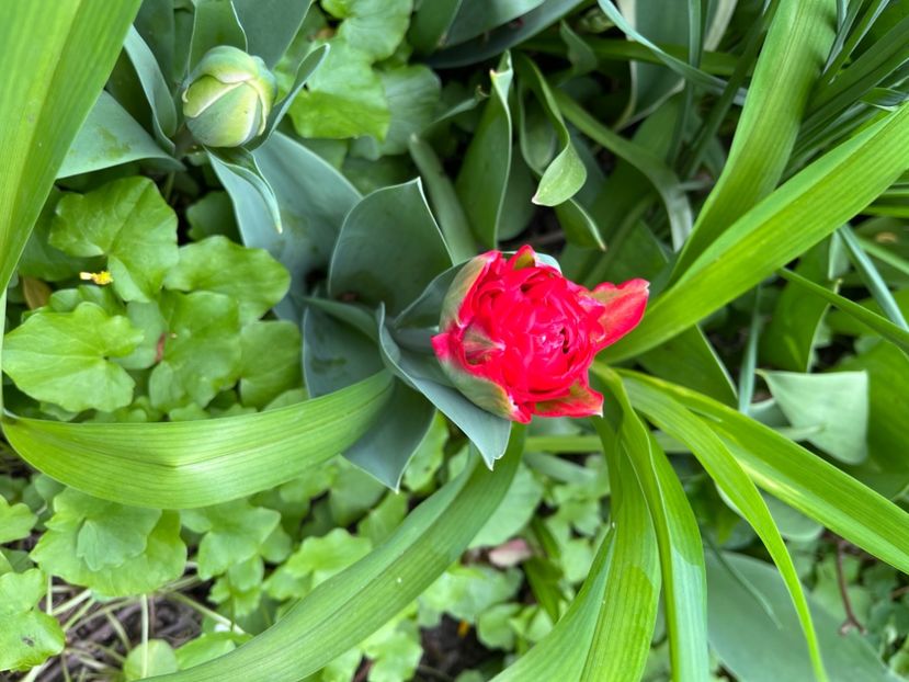 041C44C2-FD67-4A7B-AA10-1D09D3DB793C - Lalele 22 23