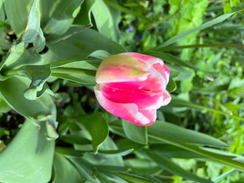 B44783D0-0467-4910-8883-05565AB02A95 - Lalele 22 23