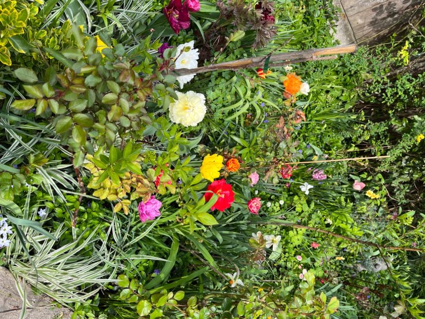 76B86A74-2DA7-4A18-A177-BBFCD850A8B8 - Lalele 22 23