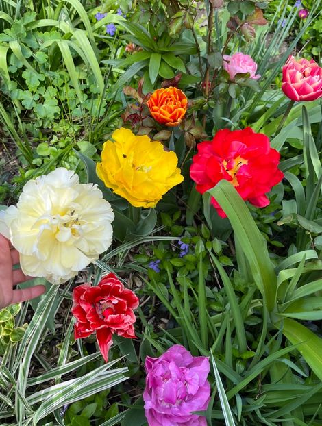 8159E08D-6256-40BF-BAD3-D9543234DD71 - Lalele 22 23