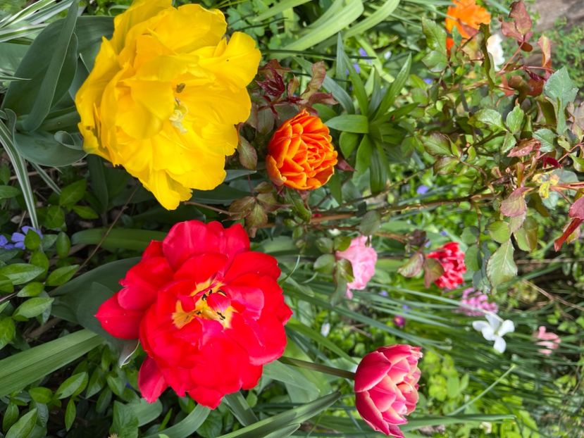 51FB2802-08EF-49B8-B999-E75C608BB13F - Lalele 22 23